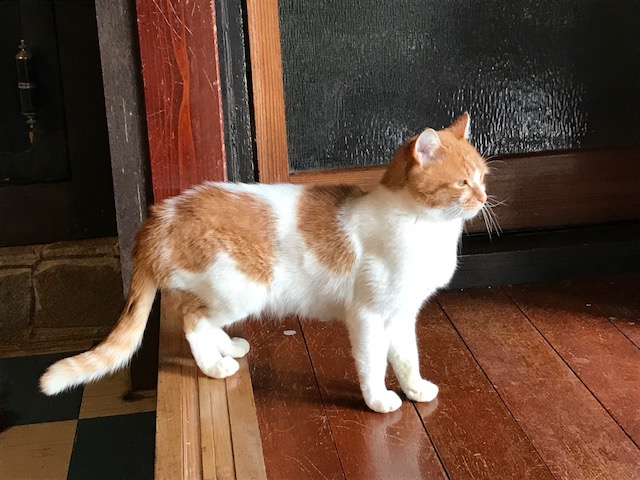 茶太郎