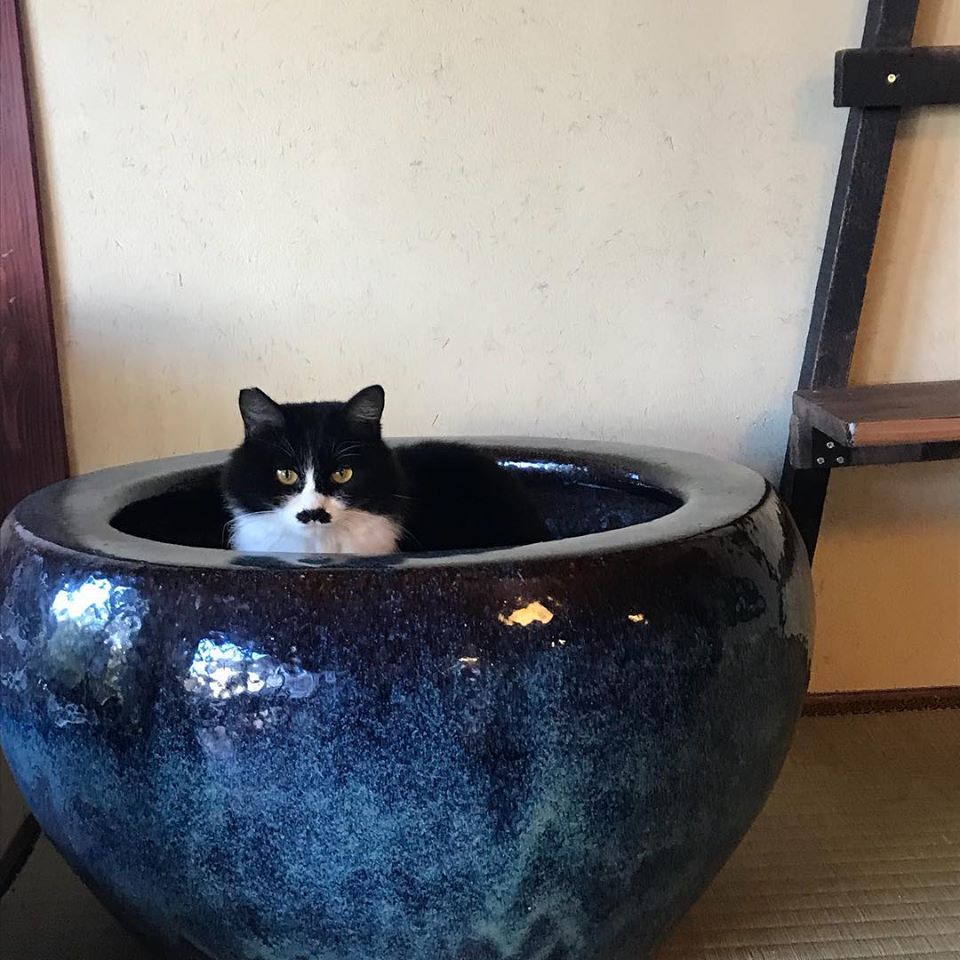 かえで