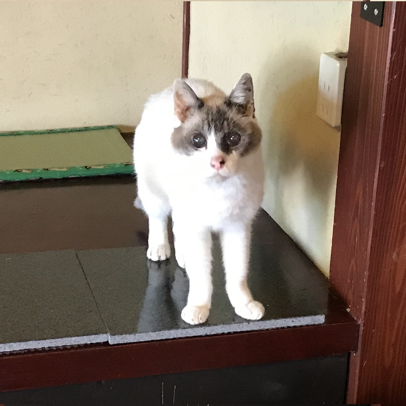 がおん