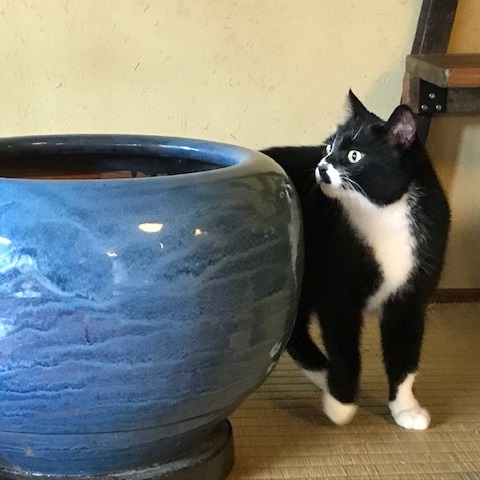 ビビ