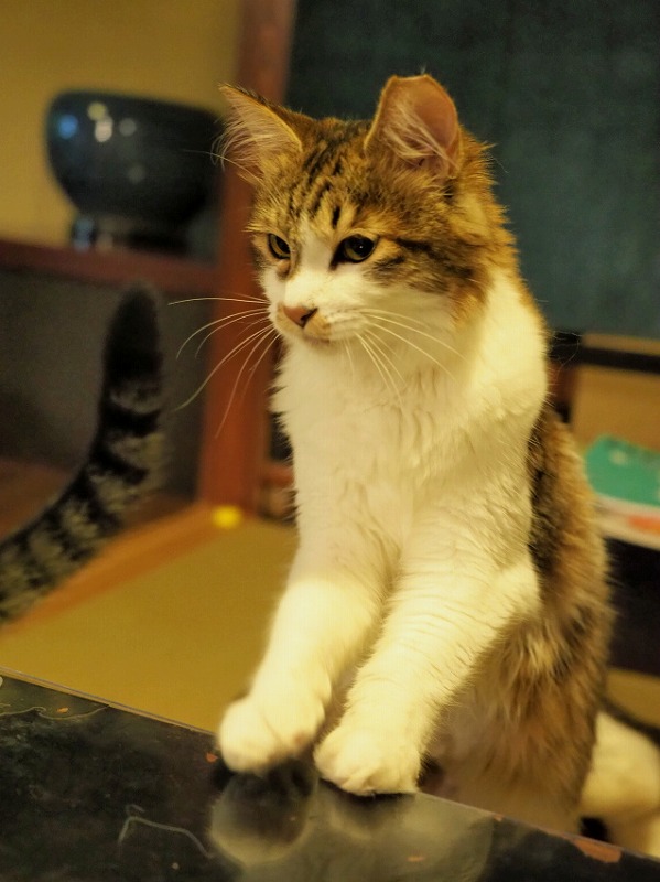 ミミ