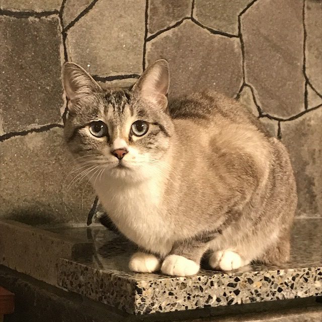 mona