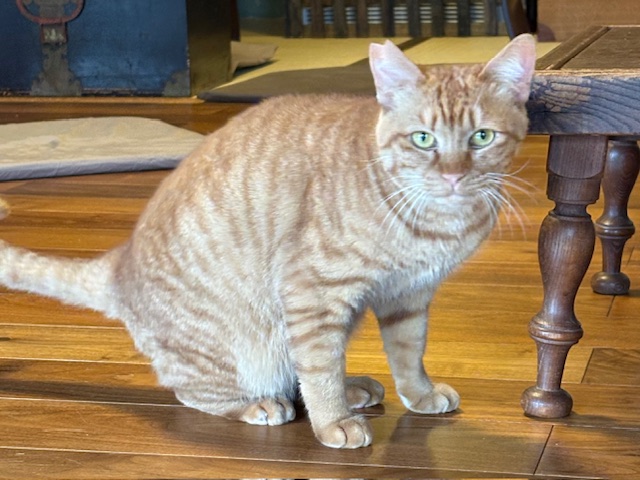 ねこ紹介 | 月猫カフェ｜富山