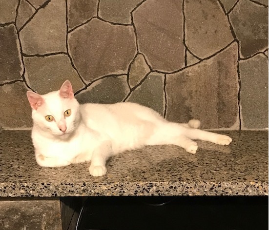 てんきち